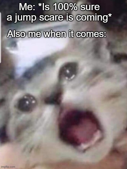 Jumps scare! | Me: *Is 100% sure a jump scare is coming*; Also me when it comes: | image tagged in i love cats,jumpscare,cat | made w/ Imgflip meme maker