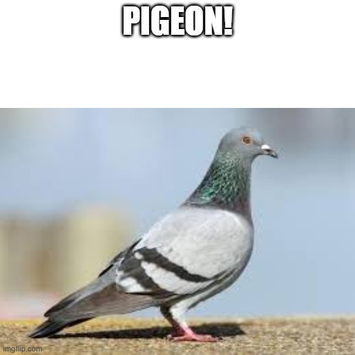 PIEGON! | PIGEON! | image tagged in piegon | made w/ Imgflip meme maker