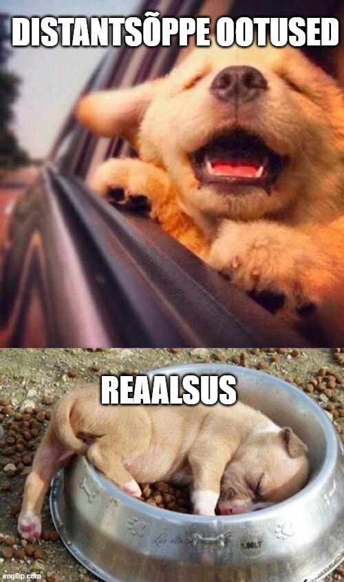 DISTANTSÕPPE OOTUSED; REAALSUS | image tagged in happy puppy,sleeping puppy | made w/ Imgflip meme maker