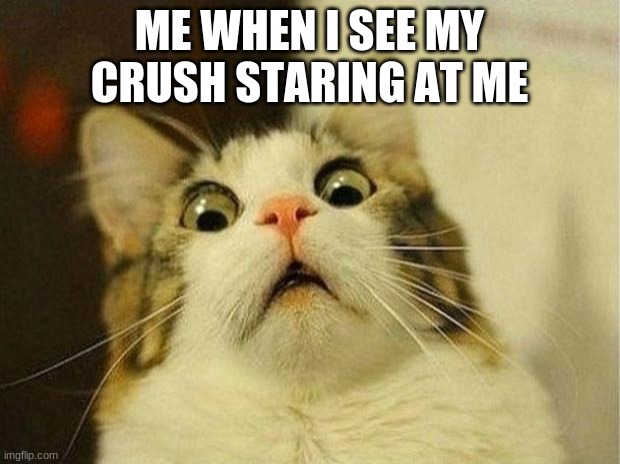 Cat | ME WHEN I SEE MY CRUSH STARING AT ME | image tagged in memes,scared cat | made w/ Imgflip meme maker