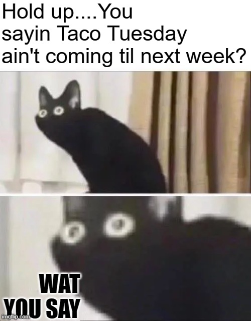 Wait............ | Hold up....You sayin Taco Tuesday ain't coming til next week? WAT YOU SAY | image tagged in oh no black cat,cats,hold up,wait what | made w/ Imgflip meme maker