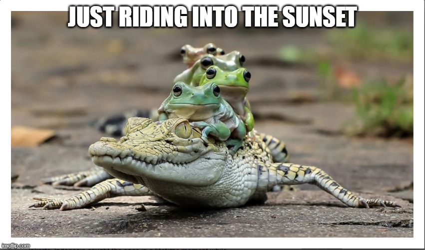 Five frogs on a crocodile | JUST RIDING INTO THE SUNSET | image tagged in five frogs on a crocodile | made w/ Imgflip meme maker