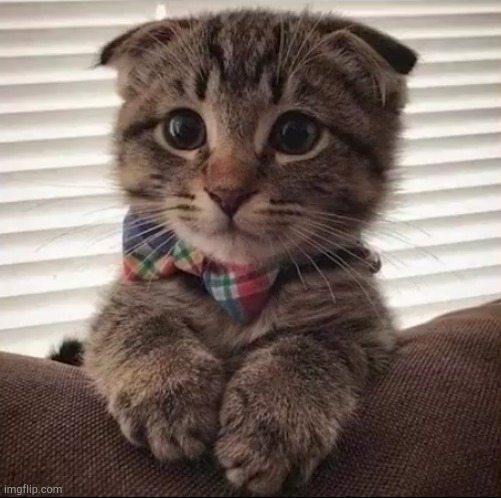just a cute kitten | image tagged in cute cat,cats,cute | made w/ Imgflip meme maker