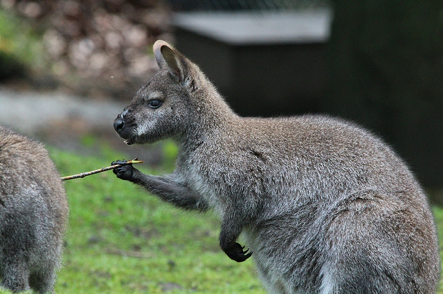 High Quality Kangaroo holding stick Blank Meme Template