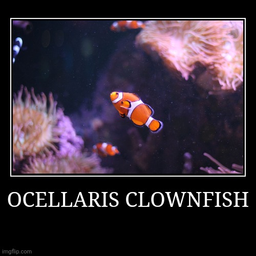 Ocellaris Clownfish | image tagged in demotivationals,clownfish | made w/ Imgflip demotivational maker