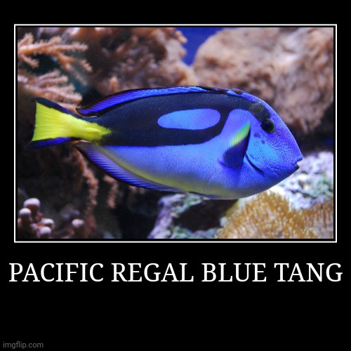 Pacific Regal Blue Tang | image tagged in demotivationals,blue tang | made w/ Imgflip demotivational maker