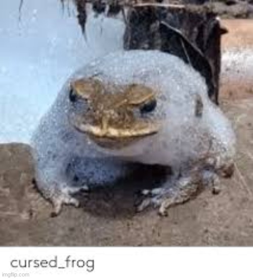 the soap frog | image tagged in frog,cursed image | made w/ Imgflip meme maker