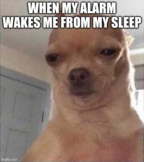 Lol | WHEN MY ALARM WAKES ME FROM MY SLEEP | image tagged in chihuahua meme face | made w/ Imgflip meme maker