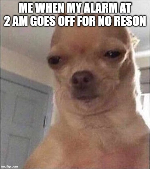 Chihuahua Meme Face | ME WHEN MY ALARM AT 2 AM GOES OFF FOR NO RESON | image tagged in chihuahua meme face | made w/ Imgflip meme maker