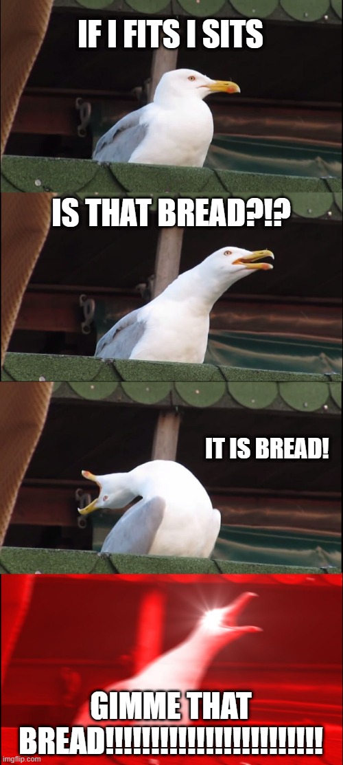 Inhaling Seagull Meme | IF I FITS I SITS; IS THAT BREAD?!? IT IS BREAD! GIMME THAT BREAD!!!!!!!!!!!!!!!!!!!!!!!! | image tagged in memes,inhaling seagull | made w/ Imgflip meme maker