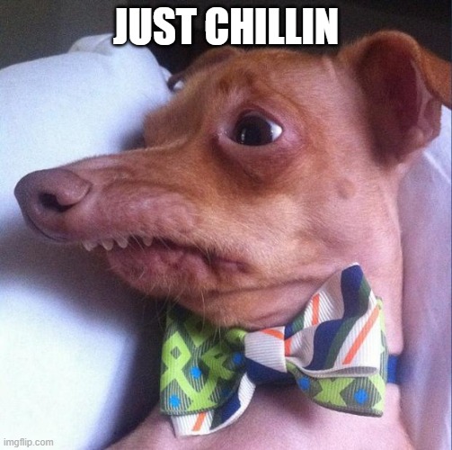 Tuna the dog (Phteven) | JUST CHILLIN | image tagged in tuna the dog phteven | made w/ Imgflip meme maker