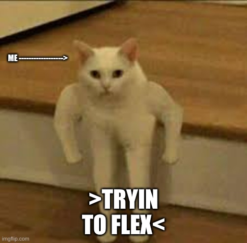 >TRYIN TO FLEX<; ME ------------------> | image tagged in funny cats | made w/ Imgflip meme maker