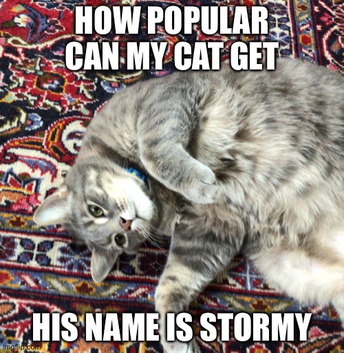 Kat. | HOW POPULAR CAN MY CAT GET; HIS NAME IS STORMY | image tagged in cat | made w/ Imgflip meme maker