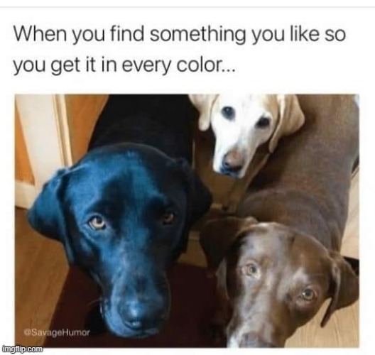 dawww | image tagged in repost,cute dogs,dogs,dog,reposts are awesome,wholesome | made w/ Imgflip meme maker