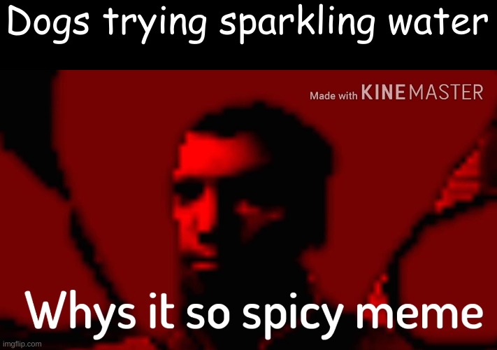 Why is it spicy? | Dogs trying sparkling water | image tagged in why it so spicy | made w/ Imgflip meme maker
