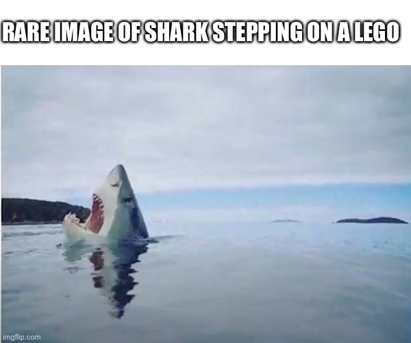 Ouch that must have hurt | RARE IMAGE OF SHARK STEPPING ON A LEGO | image tagged in memes,shark,ouch,lego | made w/ Imgflip meme maker