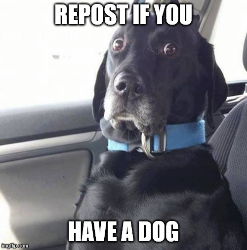 its one of my two dogs birthdays today!!! (this image is not my dog) i have two black labs hence is why i picked this image | REPOST IF YOU; HAVE A DOG | image tagged in black lab wide eyed dog | made w/ Imgflip meme maker