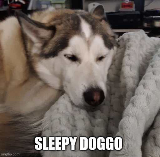 SLEEPY DOGGO | made w/ Imgflip meme maker