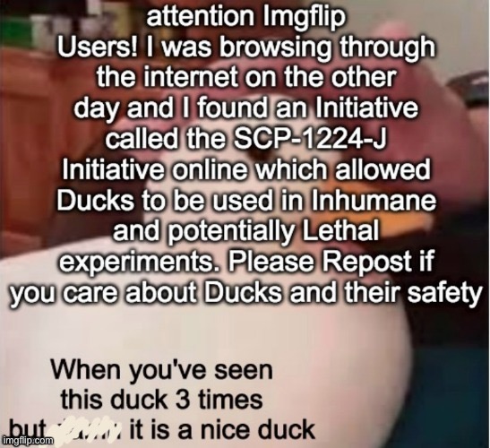 Repost if you care about duck safety | image tagged in duck,ducks | made w/ Imgflip meme maker