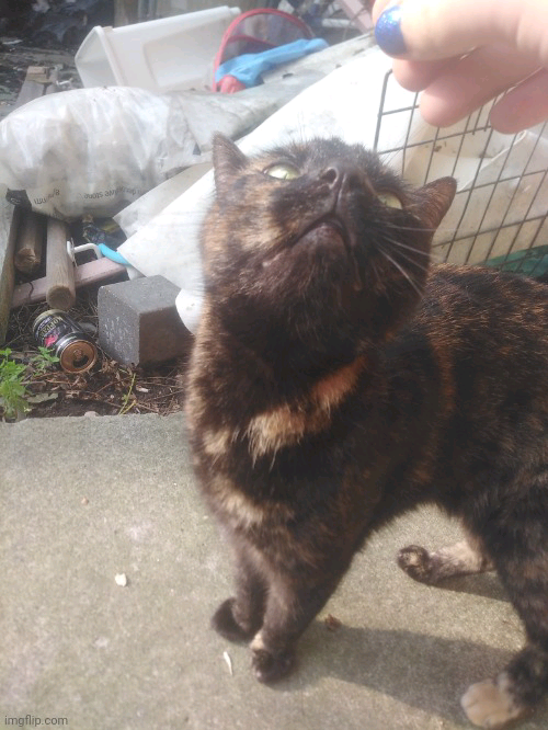 High Quality Dinah Blank Meme Template