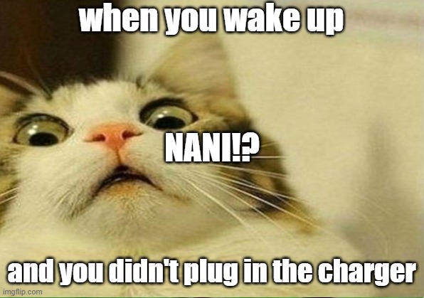 when you wake up; NANI!? and you didn't plug in the charger | image tagged in cats | made w/ Imgflip meme maker