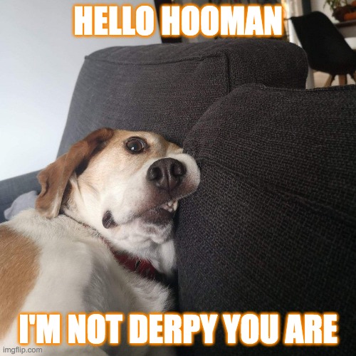 DOGGO | HELLO HOOMAN; I'M NOT DERPY YOU ARE | made w/ Imgflip meme maker