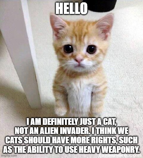 Cute Cat | HELLO; I AM DEFINITELY JUST A CAT, NOT AN ALIEN INVADER. I THINK WE CATS SHOULD HAVE MORE RIGHTS, SUCH AS THE ABILITY TO USE HEAVY WEAPONRY. | image tagged in memes,cute cat | made w/ Imgflip meme maker