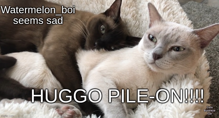 I start, Watemelon_boi. *huggo* | Watermelon_boi seems sad; HUGGO PILE-ON!!!! | image tagged in cat hugging cat,huggo,pile on,feel the love | made w/ Imgflip meme maker