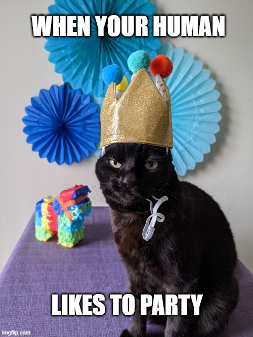 mad cat party | WHEN YOUR HUMAN; LIKES TO PARTY | image tagged in party of hate,birthday,grumpy cat,pet birthday | made w/ Imgflip meme maker