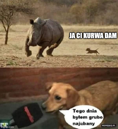 creazy dog | JA CI KURWA DAM | image tagged in dog | made w/ Imgflip meme maker