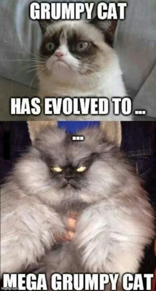 Evolve | MR.FARMER | image tagged in cat,grumpy cat,evolution,mega grumpy cat,cats,funny memes | made w/ Imgflip meme maker