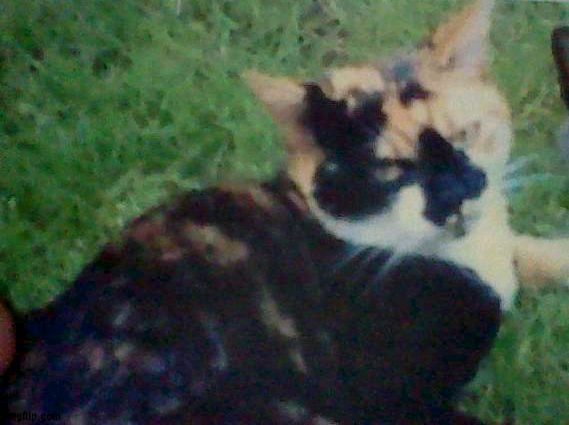 roxii Blank Meme Template