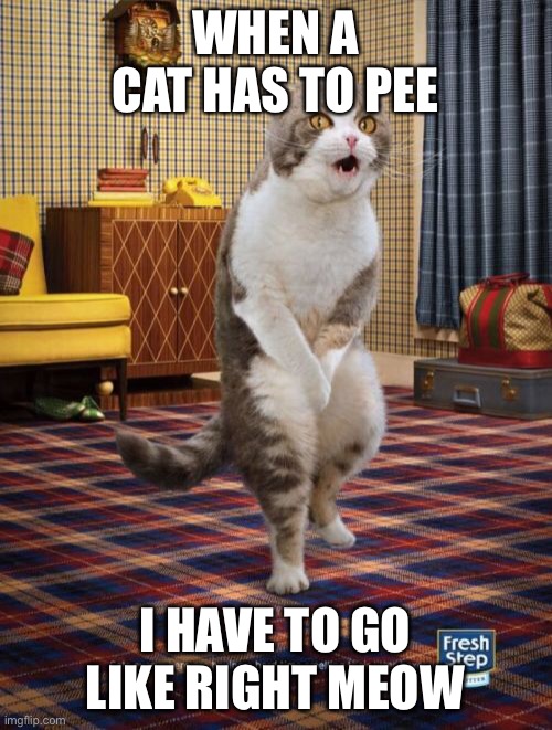 Gotta Go Cat | WHEN A CAT HAS TO PEE; I HAVE TO GO LIKE RIGHT MEOW | image tagged in memes,gotta go cat | made w/ Imgflip meme maker