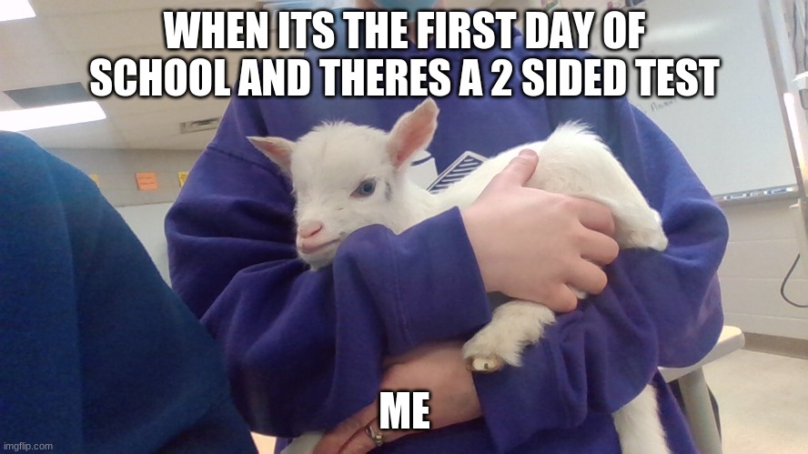 relatable goat | WHEN ITS THE FIRST DAY OF SCHOOL AND THERES A 2 SIDED TEST; ME | image tagged in meme,goat,funny,school,test | made w/ Imgflip meme maker