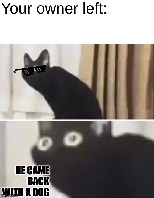 Oh No Black Cat | Your owner left:; HE CAME BACK WITH A DOG | image tagged in oh no black cat | made w/ Imgflip meme maker