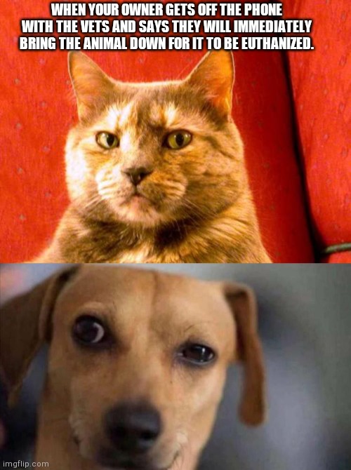 When your owner says to the vet, "I guess I'll have to bring the animal over to get euthanized.' | WHEN YOUR OWNER GETS OFF THE PHONE WITH THE VETS AND SAYS THEY WILL IMMEDIATELY BRING THE ANIMAL DOWN FOR IT TO BE EUTHANIZED. | image tagged in memes,suspicious cat,slightly suspicious dog | made w/ Imgflip meme maker