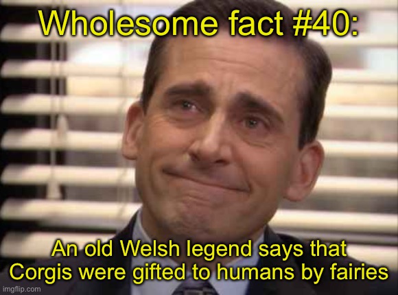 wholesome | Wholesome fact #40:; An old Welsh legend says that Corgis were gifted to humans by fairies | image tagged in wholesome | made w/ Imgflip meme maker