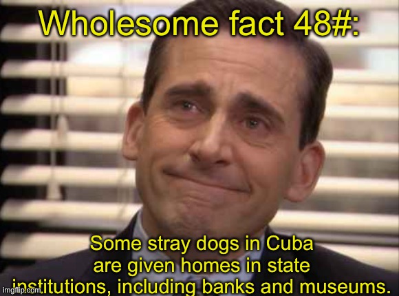 wholesome | Wholesome fact 48#:; Some stray dogs in Cuba are given homes in state institutions, including banks and museums. | image tagged in wholesome | made w/ Imgflip meme maker