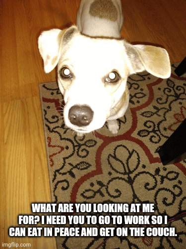 What dogs wish their human parents can hear. - Imgflip