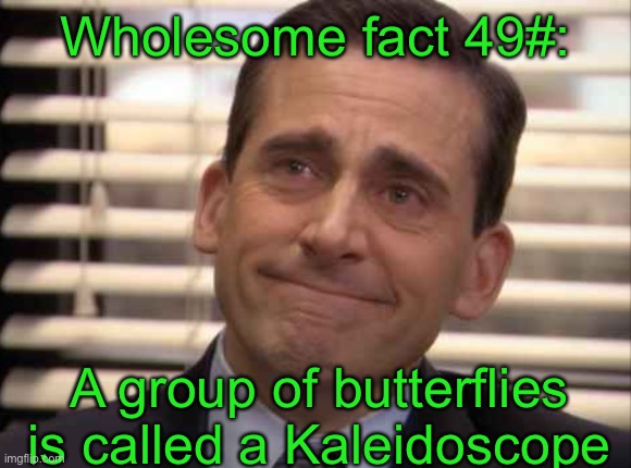wholesome | Wholesome fact 49#:; A group of butterflies is called a Kaleidoscope | image tagged in wholesome | made w/ Imgflip meme maker