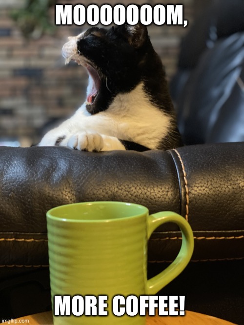 Coffee cat | MOOOOOOOM, MORE COFFEE! | image tagged in coffee cat | made w/ Imgflip meme maker