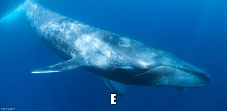 Blue Whale | E | image tagged in blue whale | made w/ Imgflip meme maker