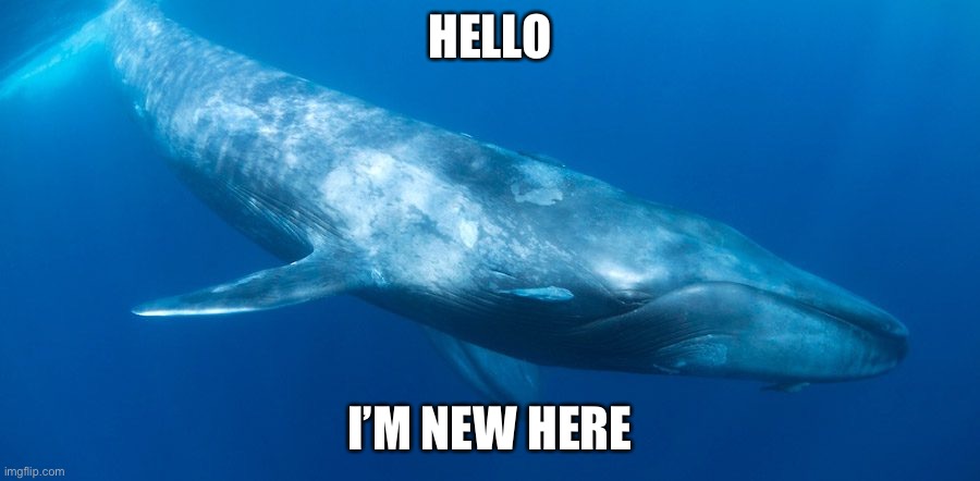 Blue Whale | HELLO; I’M NEW HERE | image tagged in blue whale | made w/ Imgflip meme maker