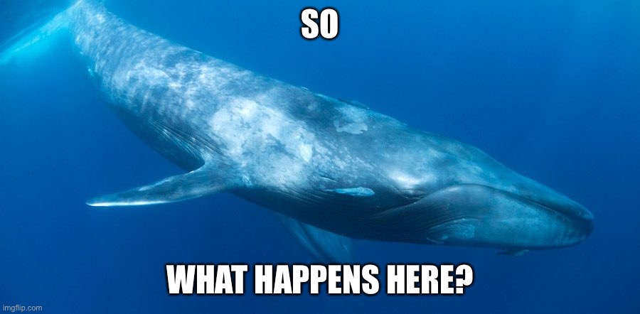 Blue Whale | SO; WHAT HAPPENS HERE? | image tagged in blue whale | made w/ Imgflip meme maker