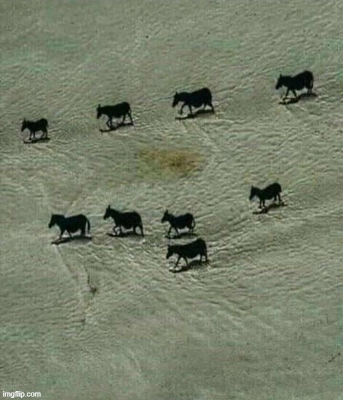 There are 9 Donkeys in this picture but if you rotate your screen it will be 8, Great Optical Illusion... | made w/ Imgflip meme maker