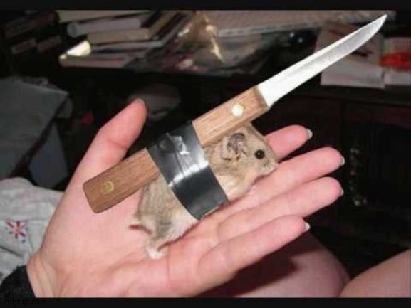 Lock and Load Hamster | image tagged in lock and load hamster | made w/ Imgflip meme maker