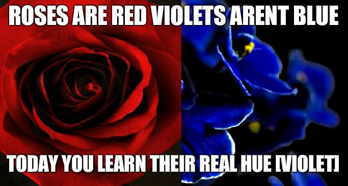 roses are red violets aren't blue | ROSES ARE RED VIOLETS ARENT BLUE; TODAY YOU LEARN THEIR REAL HUE [VIOLET] | image tagged in roses are red violets are blue | made w/ Imgflip meme maker