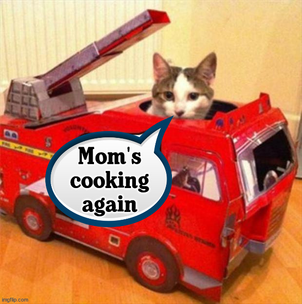 Mom's cooking again | image tagged in cats | made w/ Imgflip meme maker