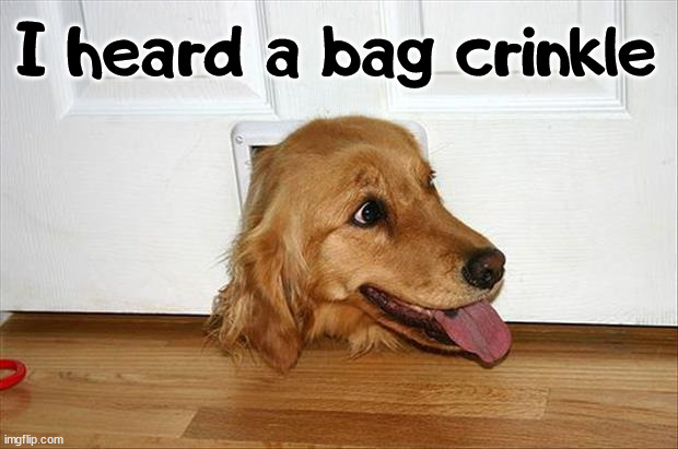 I heard a bag crinkle | image tagged in dogs | made w/ Imgflip meme maker