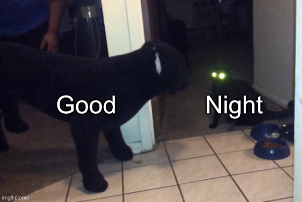 Cat looking at fake dog | Good; Night | image tagged in cat looking at fake dog | made w/ Imgflip meme maker